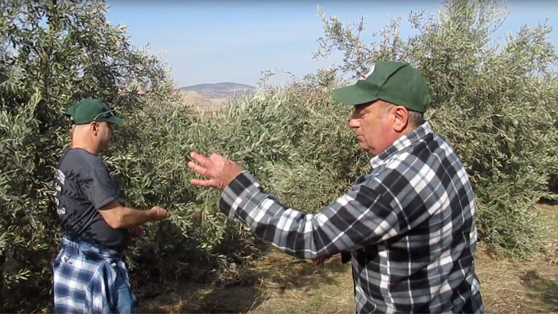 Agriculture Land in Israel Buy a Piece of Israel
